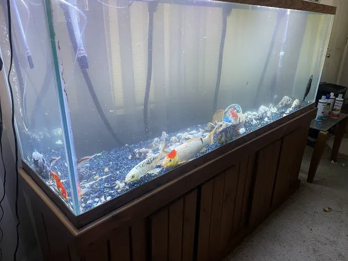 Sea Savvy Aquarium Picture 3