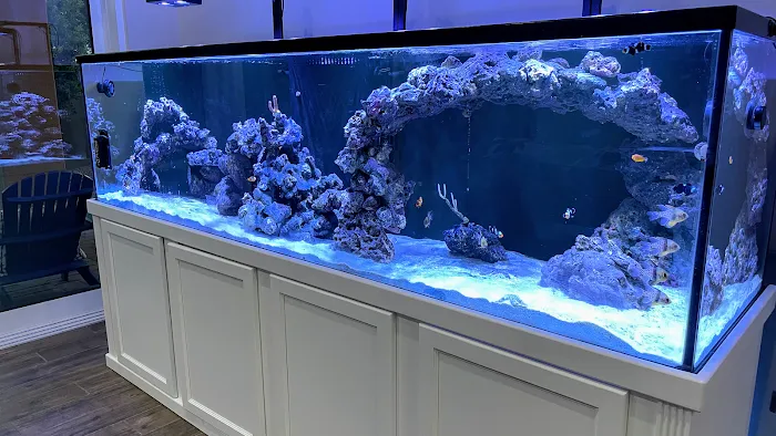 Sea Savvy Aquarium Picture 10