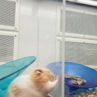 Petco ico