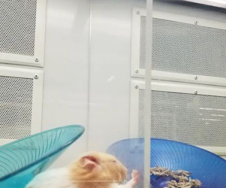 Petco