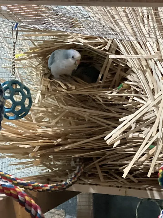 Desert Rose Aviary Picture 2