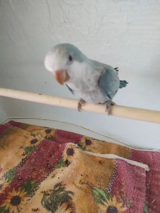 Desert Rose Aviary Picture 4
