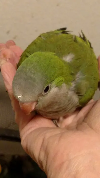 Desert Rose Aviary Picture 10