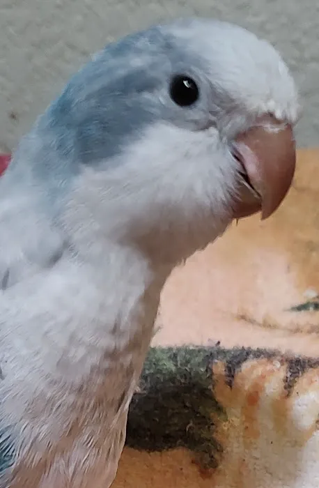 Desert Rose Aviary Picture 9
