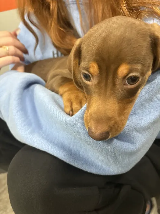 Petland Scottsdale Picture 4