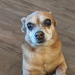 Northridge Pet Hospital