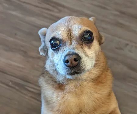 Northridge Pet Hospital