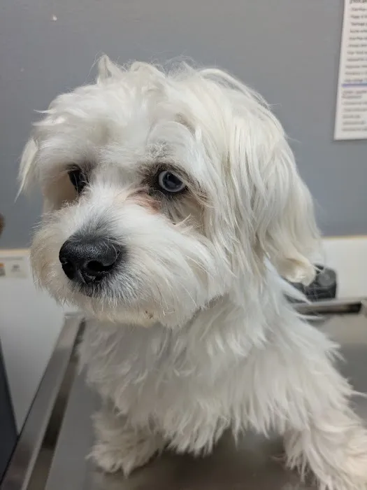 Pet Cure Veterinary Center Picture 3