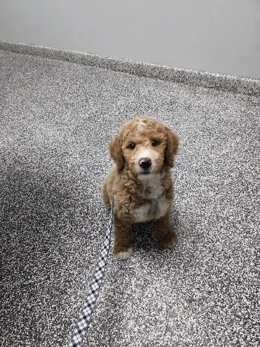 Pet Cure Veterinary Center Picture 10