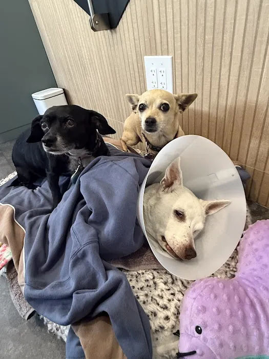 Sevilla Veterinary Hospital Picture 2