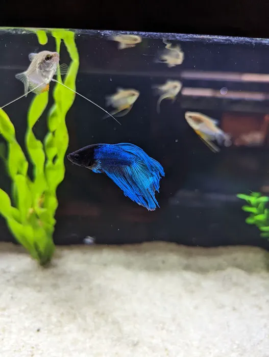 Kona Reef Az - Surprise Picture 4