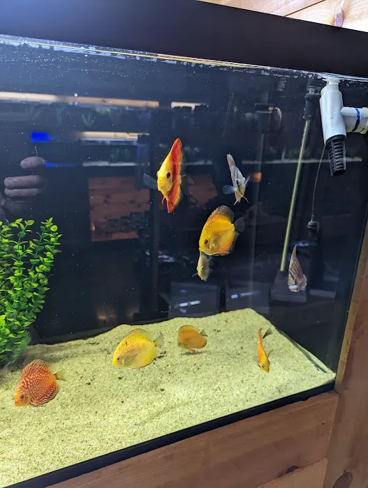 Kona Reef Az - Surprise Picture 5