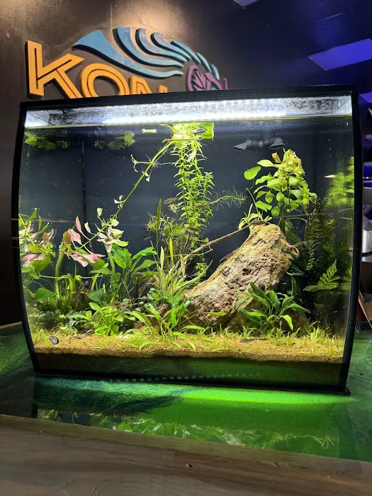 Kona Reef Az - Surprise Picture 6