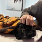 VCA Santa Monica Main Street Animal Hospital