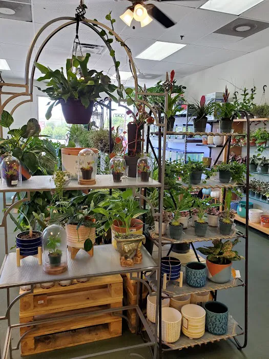 The Chlorophyll Corner - Mesa, AZ Picture 1