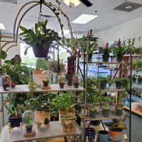 The Chlorophyll Corner - Mesa, AZ ico
