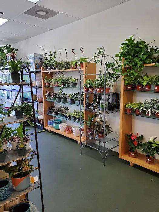 The Chlorophyll Corner - Mesa, AZ Picture 2