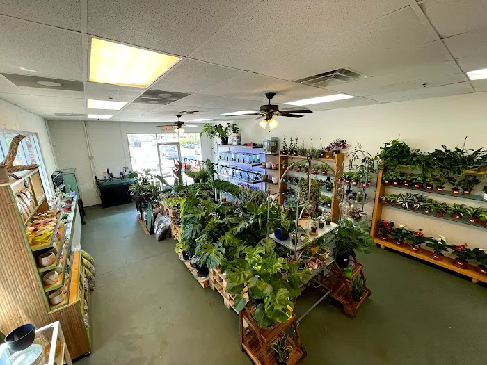 The Chlorophyll Corner - Mesa, AZ Picture 5