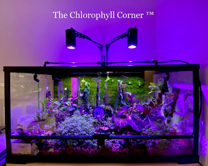 The Chlorophyll Corner - Mesa, AZ Picture 6