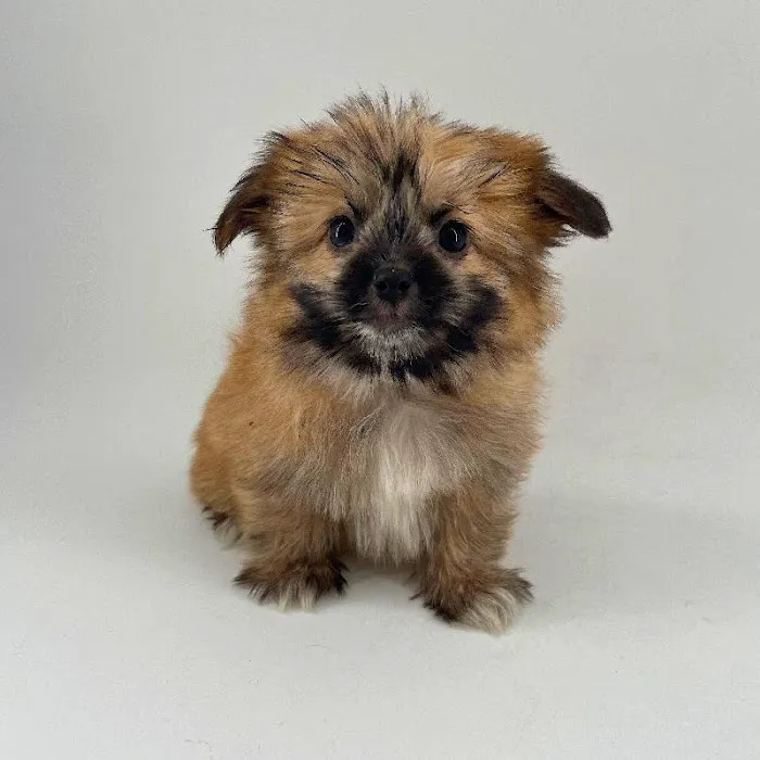 Puppyland Chandler Picture 3