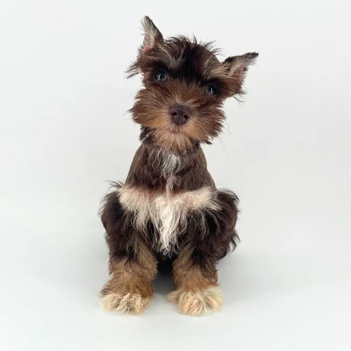 Puppyland Chandler Picture 2