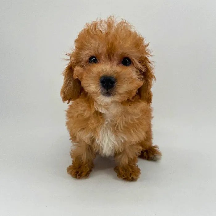 Puppyland Chandler Picture 4