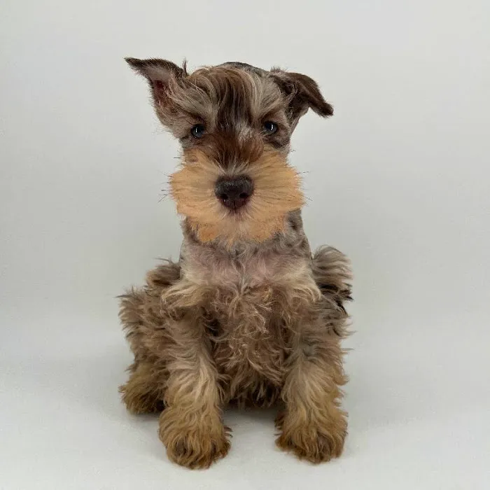 Puppyland Chandler Picture 1