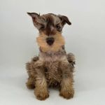 Puppyland Chandler