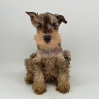 Puppyland Chandler ico