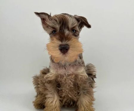 Puppyland Chandler