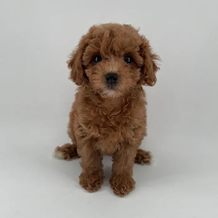 Puppyland Chandler Picture 7