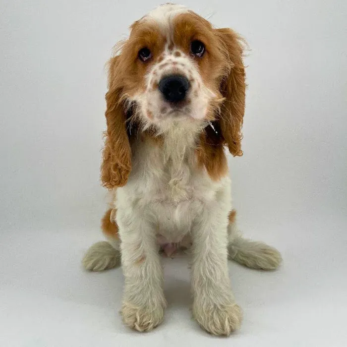 Puppyland Chandler Picture 6