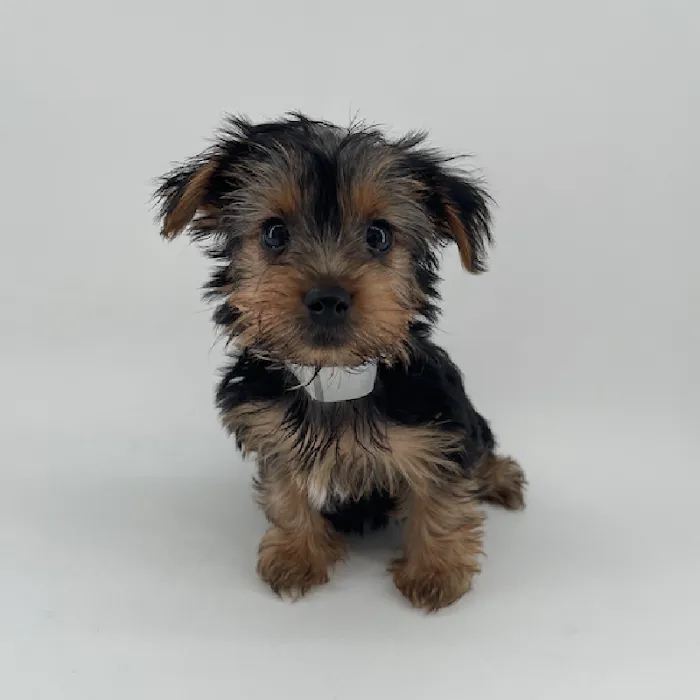 Puppyland Chandler Picture 8