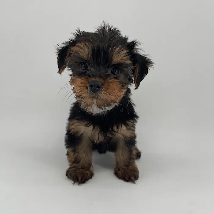 Puppyland Chandler Picture 9