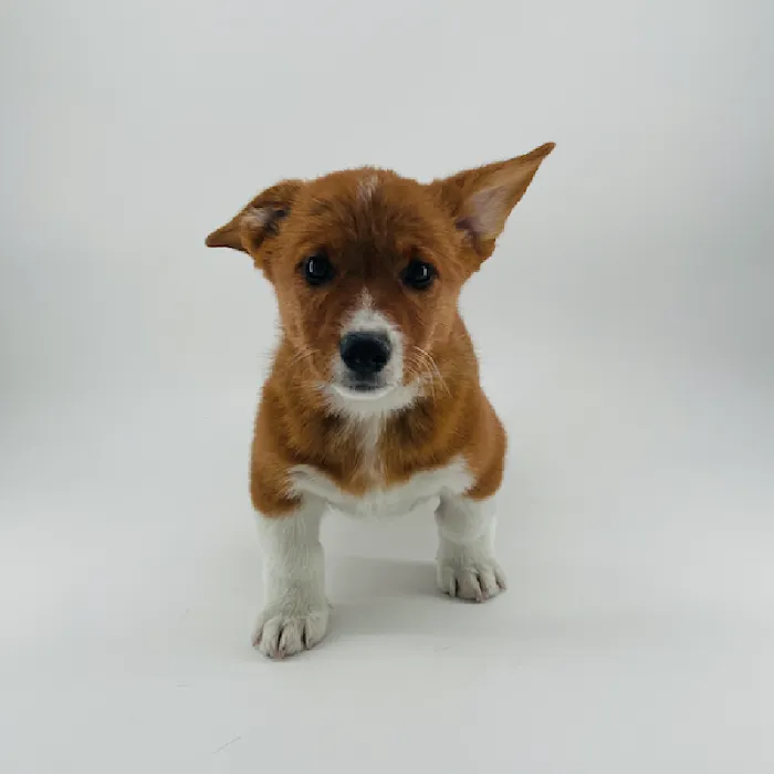 Puppyland Chandler Picture 10