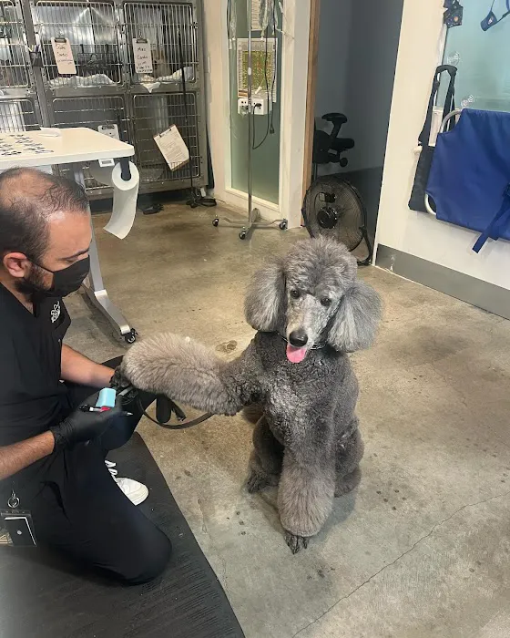 Green Dog Dental and Veterinary Center Picture 3