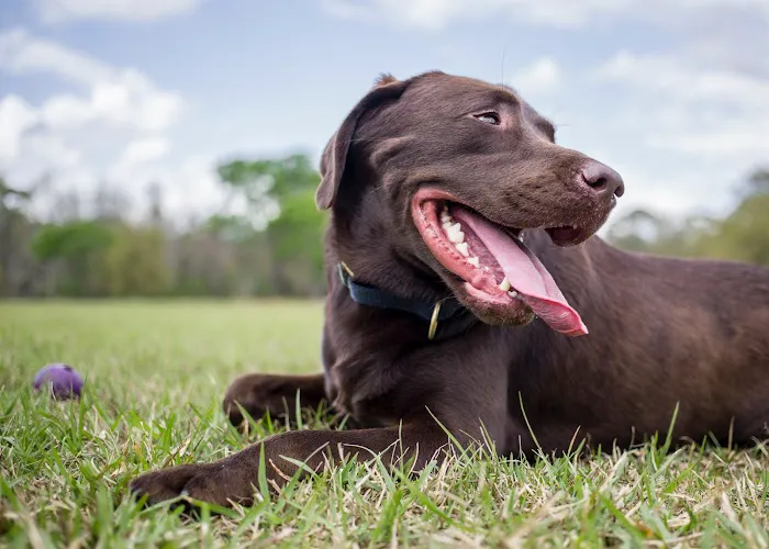 Green Dog Dental and Veterinary Center Picture 2