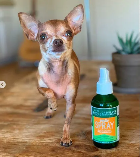 Green Dog Dental and Veterinary Center Picture 10