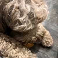 Happy Tails Barkery ico