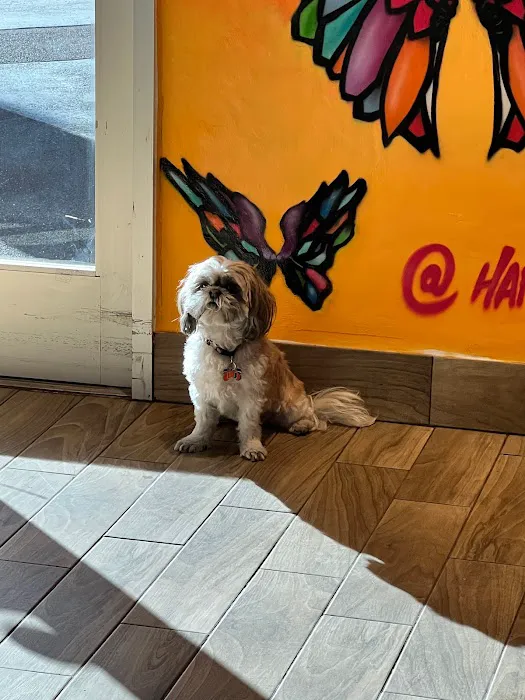 Happy Tails Barkery Picture 7