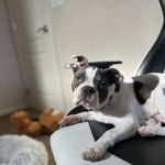 Petco