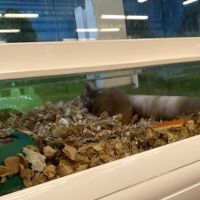 Market Street PET DEPOT ico