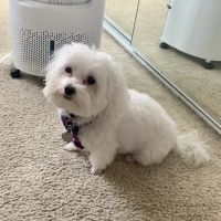 Dr. Jeff Werber ico