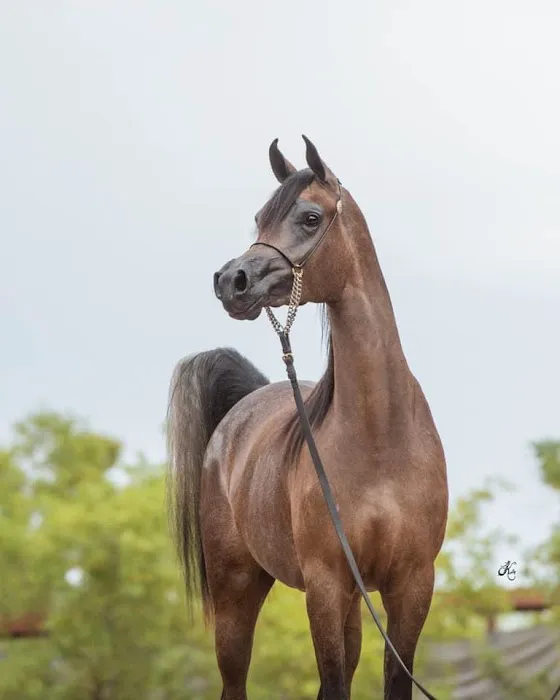 Pedegru - Animal History & Products Picture 1