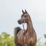 Pedegru - Animal History & Products