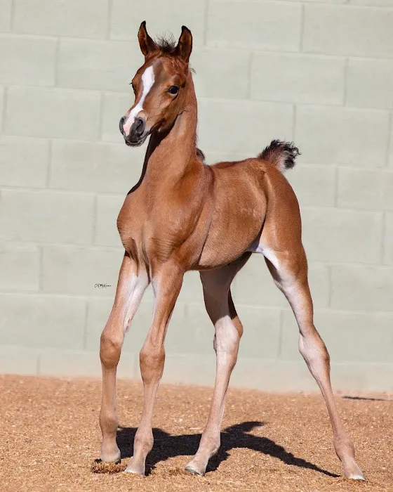 Pedegru - Animal History & Products Picture 10