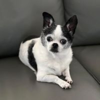 Healing Touch Veterinary Wellness Center ico