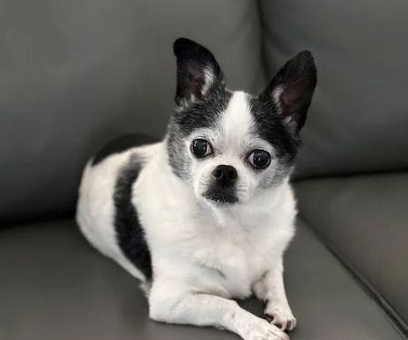 Healing Touch Veterinary Wellness Center