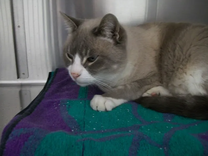 Cat's Meow Veterinary Clinic Picture 4