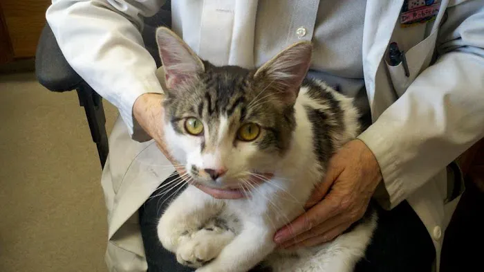 Cat's Meow Veterinary Clinic Picture 5